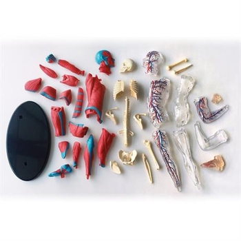 Набор для исследований Edu-Toys Модель мышц и скелета человека сборная 19 см (SK056) - Pampik - 3