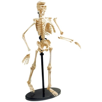 Набір для досліджень Edu-Toys Модель скелета людини збірна 24 см (SK057) - Pampik - 2
