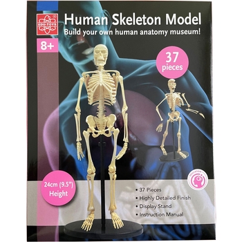 Набір для досліджень Edu-Toys Модель скелета людини збірна 24 см (SK057) - Pampik - 4