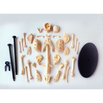 Набір для досліджень Edu-Toys Модель скелета людини збірна 24 см (SK057) - Pampik - 3