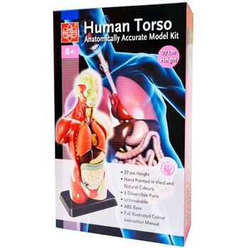 Набор для исследований Edu-Toys Анатомическая модель человека сборная 27 см (MK027) - Pampik - 3