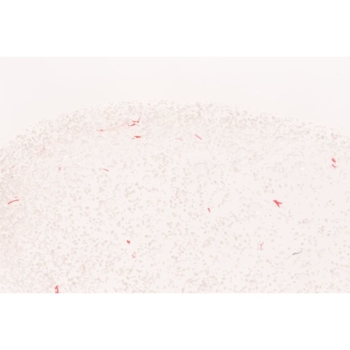 Гель-скраб Stenders Яблоневый цвет восстанавливающий 200 мл - Pampik - 2