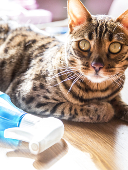 Універсальний засіб для прибирання Yope Bamboo, 750 мл - Pampik - 7