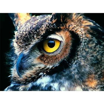 Алмазная мозаика Santi Филин, 30х40 см (954301) - Pampik