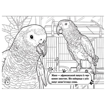 Книга розмальовка Видавництво Ранок Тварини в оселі (А583006У) - Pampik - 5