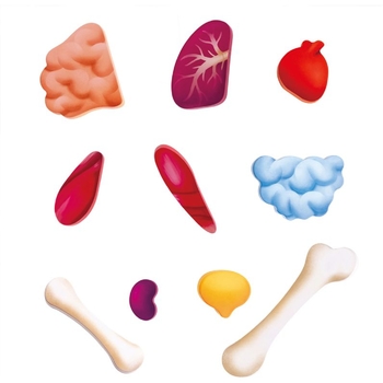 Пазл Hape Тіло людини 60 елементів (E1635) - Pampik - 4