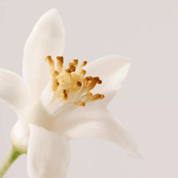 Тонік для обличчя Payot Nue Gentle Toning Mist 200 мл - Pampik - 2