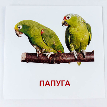 Картки міні Зірка Птахи 11х11 см (286288) - Pampik - 4