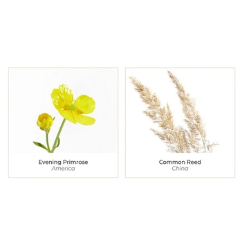 Пенка для умывания Onagrine нежная очистительная 150 мл (P01511) - Pampik - 3