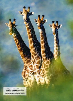 Велика книга тварин - Клаудія Мартін (1467125) - Pampik - 4