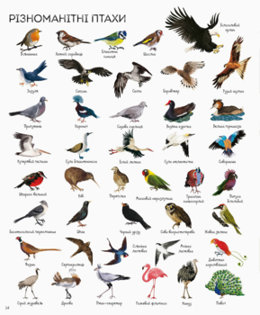 1000 назв тварин - Джесіка Грінвел, Ніккі Дайсон (Z104006У) - Pampik - 4