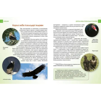 Енциклопедія для допитливих Талант Хижаки - Гапченко О. В. (9789669355874) - Pampik - 5