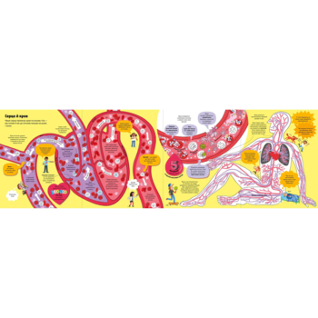 Велика книга про тіло - Мінна Лейсі (9786177688098) - Pampik - 5