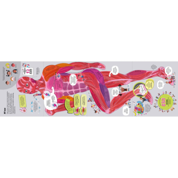 Велика книга про тіло - Мінна Лейсі (9786177688098) - Pampik - 6