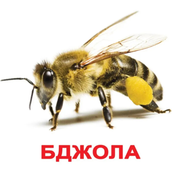 Карточки Домана Вундеркинд с пеленок Насекомые, 20 карточек, укр. язык (2100064096525) - Pampik - 2