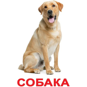 Карточки Домана Вундеркинд с пеленок Домашние животные, с фактами, 20 шт., укр. язык (2100064091544) - Pampik