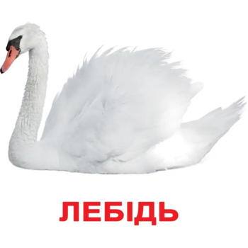 Картки Домана Вундеркінд з пелюшок Птахи, 20 карток, укр. мова (2100064096532) - Pampik - 3