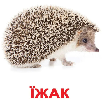 Карточки Домана Вундеркинд с пеленок Дикие животные, 20 карточек, укр. язык (2100064095207) - Pampik