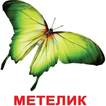 Карточки Домана Вундеркинд с пеленок Насекомые, 20 карточек, укр. язык (2100064096525) - Pampik