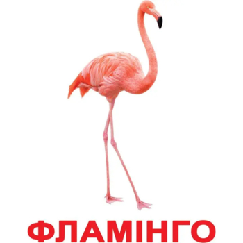 Картки Домана Вундеркінд з пелюшок Птахи, 20 карток, укр. мова (2100064096532) - Pampik - 2