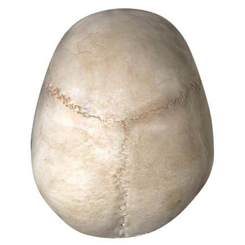 Об'ємна модель 4D Master Череп людини, 17 деталей (FM-626111) - Pampik - 6