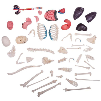 Об'ємна модель 4D Master Тіло людини, прозоре, 60 деталей (FM-626204) - Pampik - 7