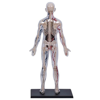 Об'ємна модель 4D Master Тіло людини, прозоре, 60 деталей (FM-626204) - Pampik - 4