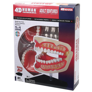 Об'ємна анатомічна модель 4D Master Зубний ряд людини, 41 деталь (FM-626015) - Pampik