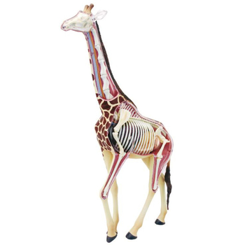 Об'ємна анатомічна модель 4D Master Жираф, 27 деталей (FM-622011) - Pampik - 2