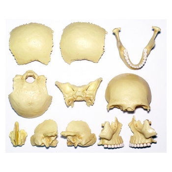 Об'ємна модель 4D Master Череп людини, 17 деталей (FM-626111) - Pampik - 7