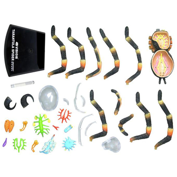 Объемная модель 4D Master Паук Тарантул, 33 детали (FM-622032) - Pampik - 10