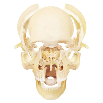 Об'ємна модель 4D Master Череп людини, 17 деталей (FM-626111) - Pampik - 4
