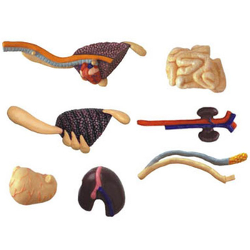 Об'ємна модель 4D Master Тиранозавр, 36 деталей (FM-622013) - Pampik - 10