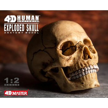 Об'ємна модель 4D Master Череп людини, 17 деталей (FM-626111) - Pampik - 9