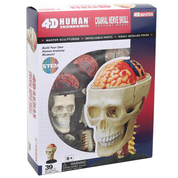 Об'ємна модель 4D Master Черепно-мозкова коробка людини, 39 деталей (FM-626005) - Pampik