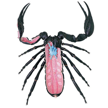 Объемная модель 4D Master Скорпион, 29 деталей (FM-622033) - Pampik - 4