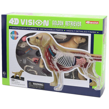 Объемная анатомическая модель 4D Master Собака золотистый ретривер, 30 деталей (FM-622007) - Pampik