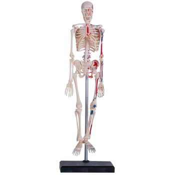 Об'ємна модель 4D Master Скелет людини, 46 деталей (FM-626011) - Pampik - 2