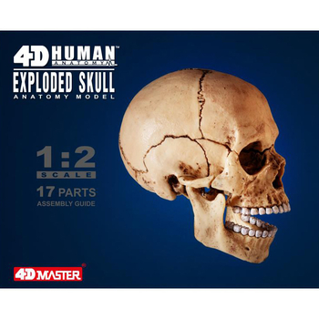 Об'ємна модель 4D Master Череп людини, 17 деталей (FM-626111) - Pampik - 13