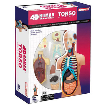 Об'ємна модель 4D Master Тулуб людини, 32 деталі (FM-626003) - Pampik