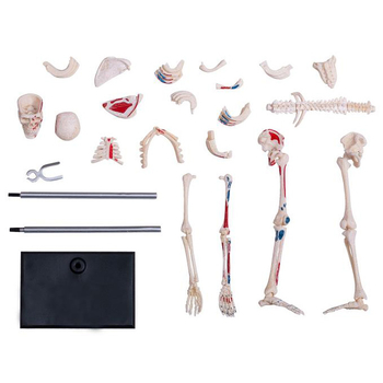 Об'ємна модель 4D Master Скелет людини, 46 деталей (FM-626011) - Pampik - 6