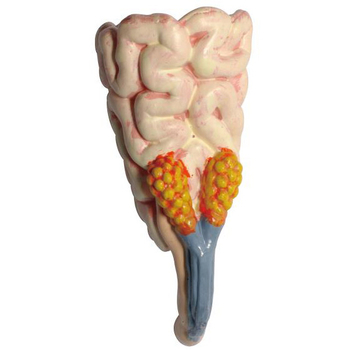 Об'ємна модель 4D Master Стегозавр, 39 деталей (FM-622016) - Pampik - 14