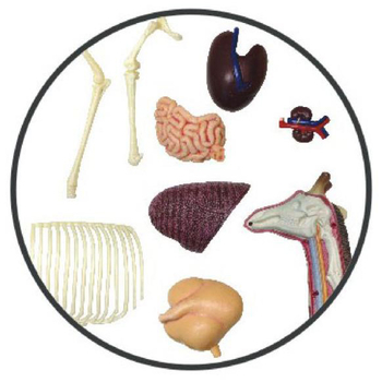 Об'ємна анатомічна модель 4D Master Жираф, 27 деталей (FM-622011) - Pampik - 3