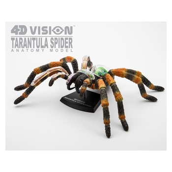 Объемная модель 4D Master Паук Тарантул, 33 детали (FM-622032) - Pampik - 13