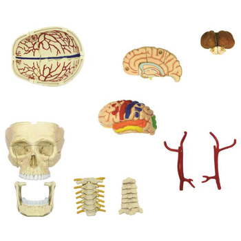 Об'ємна модель 4D Master Черепно-мозкова коробка людини, 39 деталей (FM-626005) - Pampik - 3
