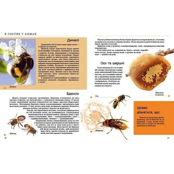 Енциклопедія для допитливих. Комахи та інші - Жабська Т. С. - Pampik - 4