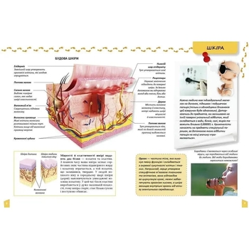 Енциклопедія для допитливих. Про тіло людини - Жабська Т. С. - Pampik - 3