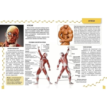 Енциклопедія для допитливих. Про тіло людини - Жабська Т. С. - Pampik - 4