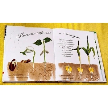 Арт-енциклопедія для дітей. Насіння сонливе - Астон Гуттс Діанна - Pampik - 6