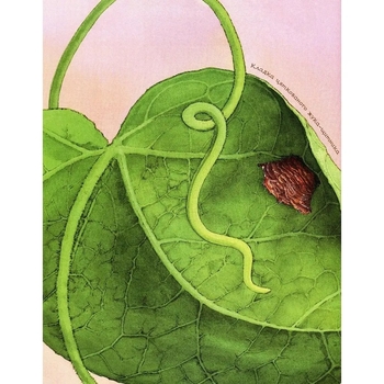 Арт-енциклопедія для дітей. Жук полохливий - Астон Гуттс Діанна - Pampik - 3